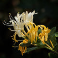 Honeysuckle Live Plant, Fragrant Honeysuckle Vines, Perennial Lonicera Bush for Outdoor Garden 3-6 Inches (Yellow)