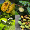 1 Year Old Paw Paw Plant No Pot, Indian Banana Pawpaw Tree Live Plant, Winter Dormant, 6 to 13 Inc Tall