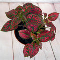Red Polka Dot Plant, Polka Dot Plant Live Houseplants 3 Inches Pot
