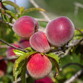 Grafted Peach Tree Live Plant, Well Rooted Peach Plant 1 Feet Tall for Planting Outdoor, Dormant, Ready to Bear Fruit Within 1-2 Years (Belle of Georgia)