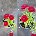 Pack 2 Red Dianthus Live Plant, Red Carnation Flower in Pot, Perennial Plant for Garden and Container Growing, 5-8" in Tall