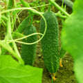 Set 2 Green Cucumber Plants Live, 4-7'' Tall, Vine Vegetable Plant Starter