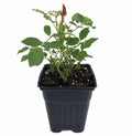 Fragrant Rose Plant Live Bush Shrub or Climbing, Old-Fashioned Roses Summer Rebloomer in 2.5 Inch Pot, Lanscape Rose Plant (Assorted Red)
