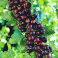 1 Black Velvet Gooseberry Plant Live, Black Gooseberry Bush Live Plant for Planting Your Garden, Gooseberry Shrub Starter Plant 5-9 Inc Tall