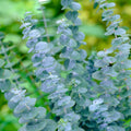 Eucalyptus Plant Live in 2.5" Pot, Baby Blue Eucalyptus Tree Live, Vibrant Blue, Fragrant, Starter Plants, Cold Hardy, Dormant in Winter