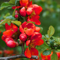Red Quince Flowering Plant in 4'' Pot, Hardy Quince Tree, Live Flowering Quince Plant, Fragrant Flower Shrub for Outdoor Gardening, 4-6 Inch Tall