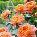 Mini Rose Bush Live Plant in 3.5'' Pot, Miniature Rose Plant Live, 3-5'' Tall, Mini Rose Plant, Live Flower Plant for Office and Home Decoration (Orange)