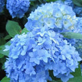Well-Rooted Hydrangea Live Plant in 2.5 Inch Pot, Hydrangea Tree Shrub Bush Perennial Outdoor Planting (Blue Bigleaf)