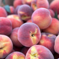 Peach Live Plant, Grafted Peach Plant 1 Feet Tall, Fruit Tree Well-Rooted for Planting (Yellow Red)