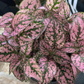 Pink Polka Dot Plant Live, Polka Dot House Plant Grow in 3 Inches Pot
