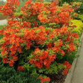 Big 1 Gallon Bright Orange Rhododendron Plants Live, 1-3 Years Old Azalea Plants Live Shrubs Bushes for Planting, Very Well Rooted