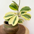 Hoya Plant Live Houseplants, Hoya Live Plant, in 4" Pot, Hoya Kerrii Variegated