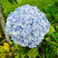 Blue Hydrangea Bush Live Plant, Cold Hardy Flowering Shrub, 1-1.5 Ft Tall