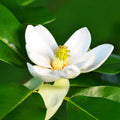 Magnolia Tree Live Plant for Planting, Magnolia Flowers Bush 6 to 12 Inches Height, in Pot, Fragrant Magnolia Shrub (Sweetbay Magnolia)
