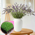 4 Lavender Plants Live Starter Plants Plugs 1-3" in Tall, Hardy Perennial Lavender for Garden and Landscape with Fragrant Purple Blooms, No Pot (Deep Blue)