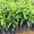 2-3Ft Large Avocado Tree Fruit Live Plant, Grafted Long Neck Avocados Trees Plants in 3 Gallon Pot, Tree Plant, 24-36 Inches in Tall