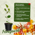 Honeysuckle Plant Live for Planting, Lonicera Honeysuckle Vine, Very Hardy, in 2.5 Inc Pot, Fragrant Red Orange Bloom