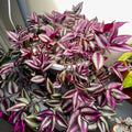 Purple Wandering Jew Live Plant Indoor 4 Inc Pot, Tradescantia Live Plant, Rare Wandering Jew Plant, Wandering Jew Live House Plant