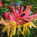 Climbing Honeysuckle Plant Live, Fragrant Honeysuckle Plants Vine Bushes in 2.5 Inch Pot, Pink Yellow Honeysuckle