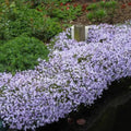 Blue Lavender Creeping Phlox Plants, Starter Phlox Live Plant, Well Rooted, Creeping Perennial Ground Cover, 2 to 4 Inc Tall