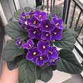 Purple African Violets Live Plants, African Violet Plant, 4 Inc Pot