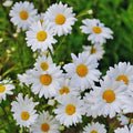 Live Daisy Plant, White Daisy Plant Live Pot, 2.5 Inc Pot, Daisy Flower Plant from 4 Inches Tall