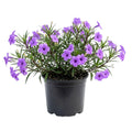 Purple Mexican Petunia Plant Live in 4" Pot, Petunias Live Plants from 3 to 5 Inches Tall, Perennial and Vibrant Flowers for Indoor Outdoor Planting