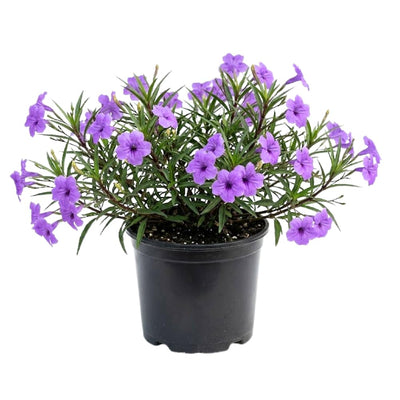 Purple Mexican Petunia Plant Live in 4" Pot, Petunias Live Plants from 3 to 5 Inches Tall, Perennial and Vibrant Flowers for Indoor Outdoor Planting