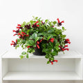 Scarlet-Red Lipstick Plans Live Houseplants in Pot, Aeschynanthus Red Flower Vine Décor Office, Desk Indoor Outdoor Growing