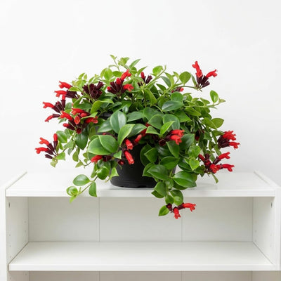 Scarlet-Red Lipstick Plans Live Houseplants in Pot, Aeschynanthus Red Flower Vine Décor Office, Desk Indoor Outdoor Growing