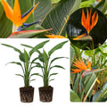 Pack 2 Orange Bird of Paradise Live Plants, 6-10" Tall Well Rooted Starter Plants, No Pot
