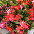 Red Easter Cactus Plant Live, 4 Inc Pot, House Plant Live, Holiday Cactus Plants Indoor Outdoor Gardening