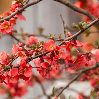 Quince Flowering Live Plant in 4'' Pot, Double Red Quince Tree, 4-6'' Tall, Quince Flower Shrub Plant for Outdoor Planting, Ready to Grow