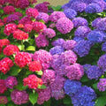 Blue-Pink to Purple Hydrangea Bush Plant Tree Live Shrub in Pot, Starter Plant 4 to 9 Inches, Hydrangea Tree, Dormant, Change Color Blooms