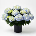 White Pink to Blue White Flower Hydrangea Live Plant 4" Pot, Hydrangea Shrub Flower Plants for Outdoor or Indoor Planting, Change Color Perennial Plant