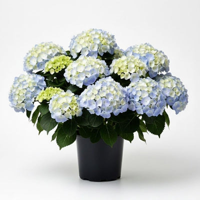 White Pink to Blue White Flower Hydrangea Live Plant 4" Pot, Hydrangea Shrub Flower Plants for Outdoor or Indoor Planting, Change Color Perennial Plant