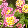 2 Light Pink Lantana Plants Live Trees, Ready to Bloom, Hardy Long Blooming Seasons, Vibrant Colorful Perennial Fragrant, 5-10" in Tall, Full Sun Growing
