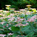 Hydrangea Live Plant in 2.5 Inc Pot, Hydrangea Tree Shrub Bush Perennial Outdoor Planting, Change Color Each Season (Rebloomer Pink Purple)