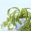 Airplane Spider Plant Live, Curly Spider Plants Live Houseplant in 4 Inches Pot, Indoor Oudoor Decor, Can Grow in Hanging Basket
