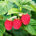 Raspberry Plant Live for Planting 6 to 12 Inch Height, Raspberry Bush Live Plant to Grow, Sweet Raspberries Seedling Outdoor (Red Raspberry)