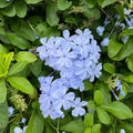 Blue Plumbago Plant Live, Plumbago Flower Live Plants, 4-6 Inches Tall, Tropical Flowering Shrub for Indoor Outdoor Garden