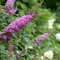 Pink Butterfly Bush Live Plant in 4 Inch Pot Planting Perennial Outdoors Garden Bush Shrub