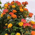 Golden Orange Yellow Roses Plant Live, Multi Color Blooms Rose Bushes Shrubs Live Plant, Orange Gold Rose for Planting, Starter Size, 4 to 10 Inc Tall