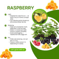 2 Raspberry Plants Live for Planting, Raspberry Trees Live Plants 4 to 9 Inches Tall, Sweet Berry Fruits Seedlings (Fall Gold Raspberry)