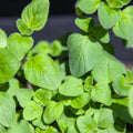 Greek Oregano Live Plant 3" Pot, Green Oregano Leaf Plant, Fragrant Herb Seedlings Grow Indoor Outdoor