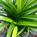 Pandan Plant Live for Garden, Rooted Pandan Live Plant for Garden, 4 to 6 Inches Tall