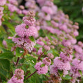 Live Pink Bluebeard Plant Shrub Bush Flower Plant, Caryopteris Plant in 2.5 Inc Pot