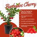 Cherry Plant Live 4-8 Inch, Edible, Sweet, High Yielding Fruit Tree, Container and Garden Planting, No Pot (Barbados Cherry)