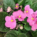 Pink African Violets Live Plants, African Violet Plant, 4 Inc Pot