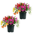 Set 2 Mix Easter Cactus Plants Live, Assorted Holiday Easter Cactus Live Plants, 2 Inc Pot, 3-5 Inc Tall, Vibrant Bloom Color Succulent Houseplant